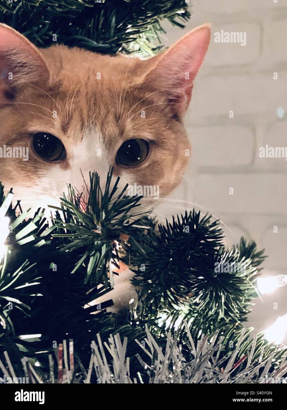 Katzenaugen - Smartphone-aufgenommenes Stockfoto