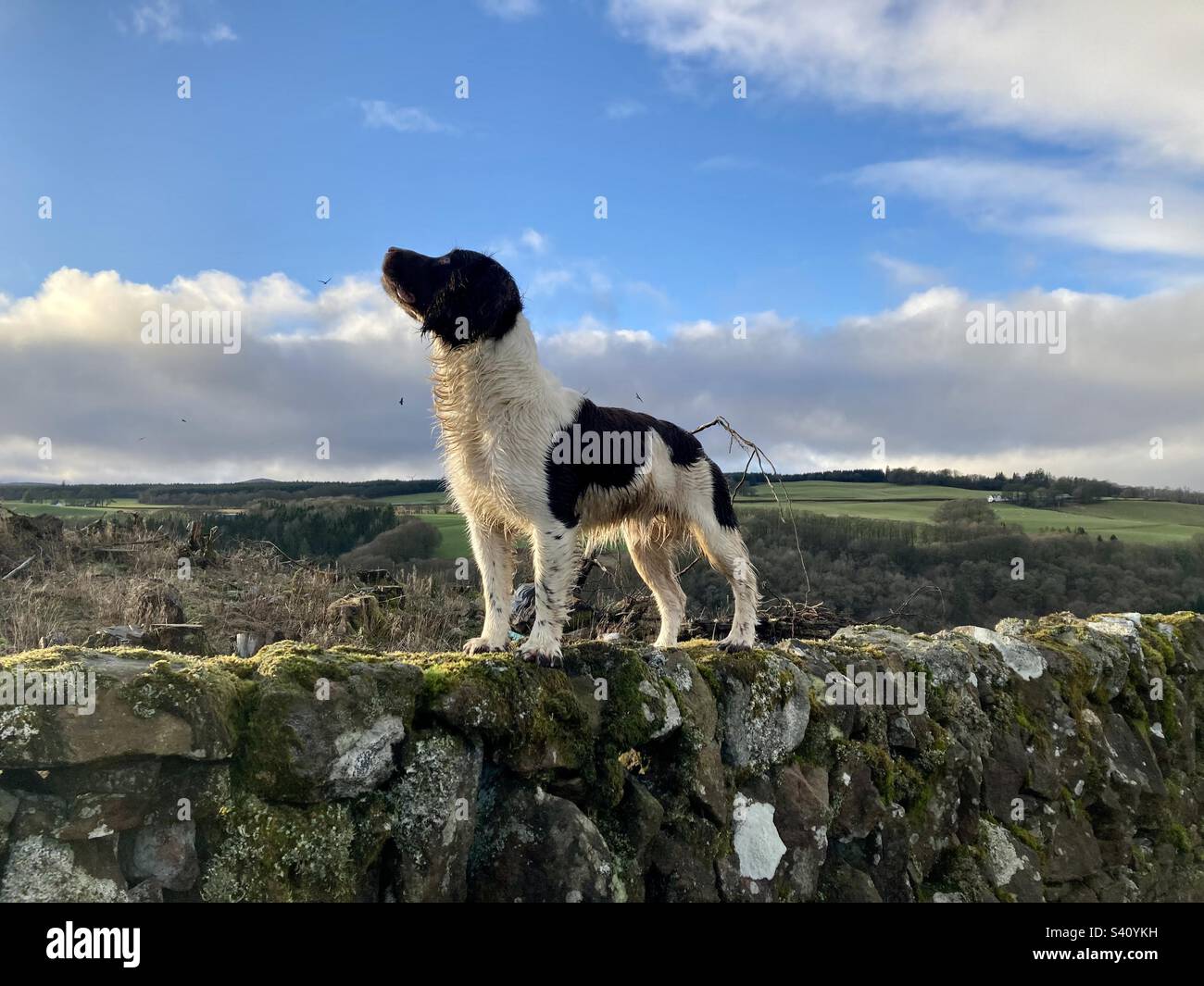 Fasane in der Luft. Englischer Springer Spaniel. Stockfoto