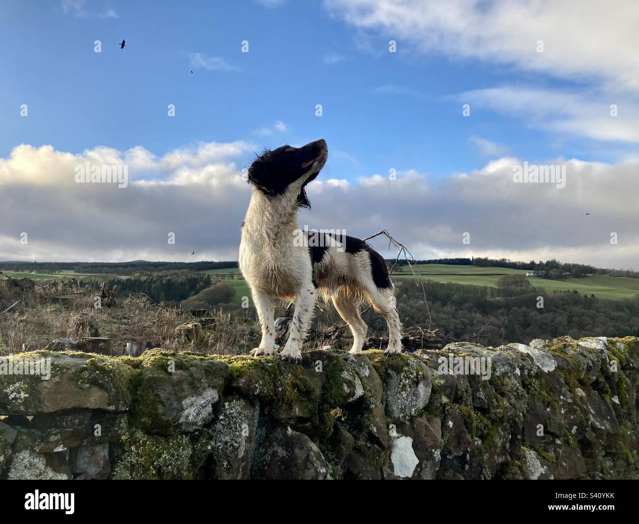 Fasane in der Luft. Englischer Springer Spaniel. Stockfoto