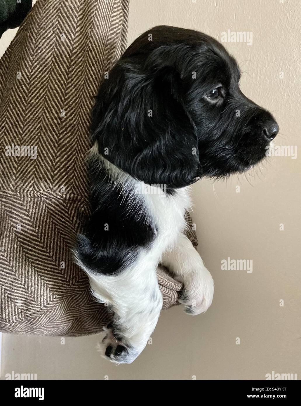 Englischer Springer Spaniel Pup. Wöchentliches Wiegen des Hündchens Stockfoto