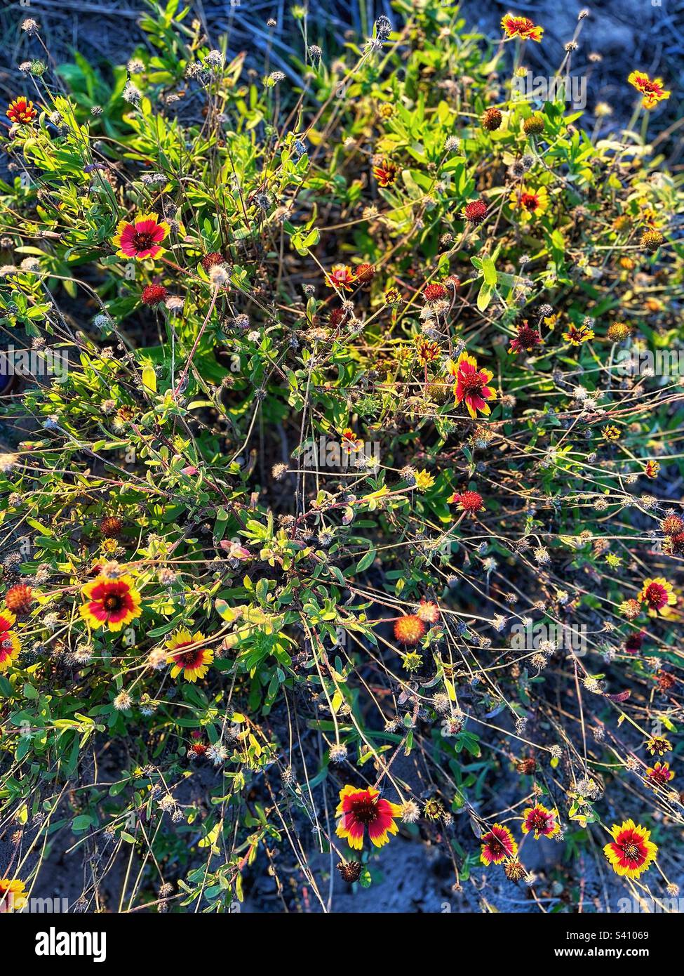 Gaillardia Pflanze in Blüte - breitere Sicht mit vielen Blumen und dichtem Laub - an der spanischen Küste zu sehen - Smartphone-aufgenommenes Stockfoto