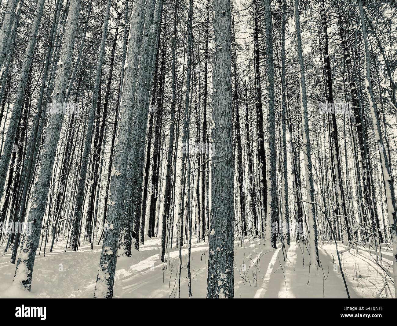 Winterspaziergang zwischen den hohen Kiefern. Stockfoto