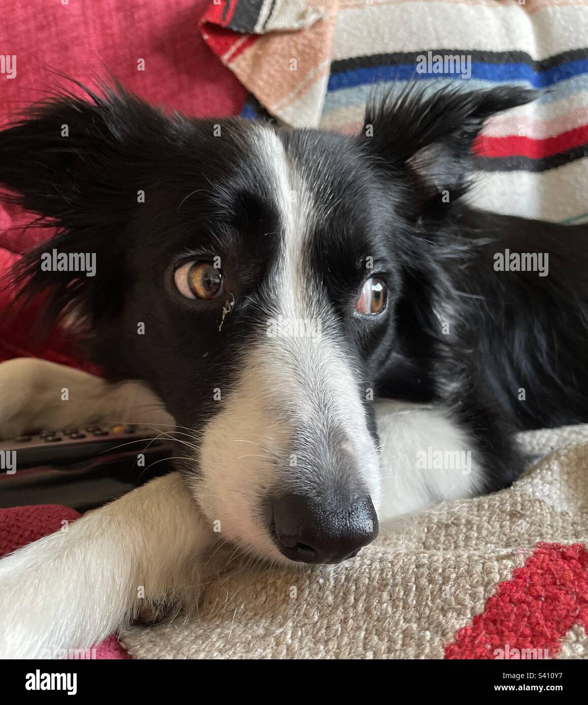 Aggie, der Border Collie Stockfoto