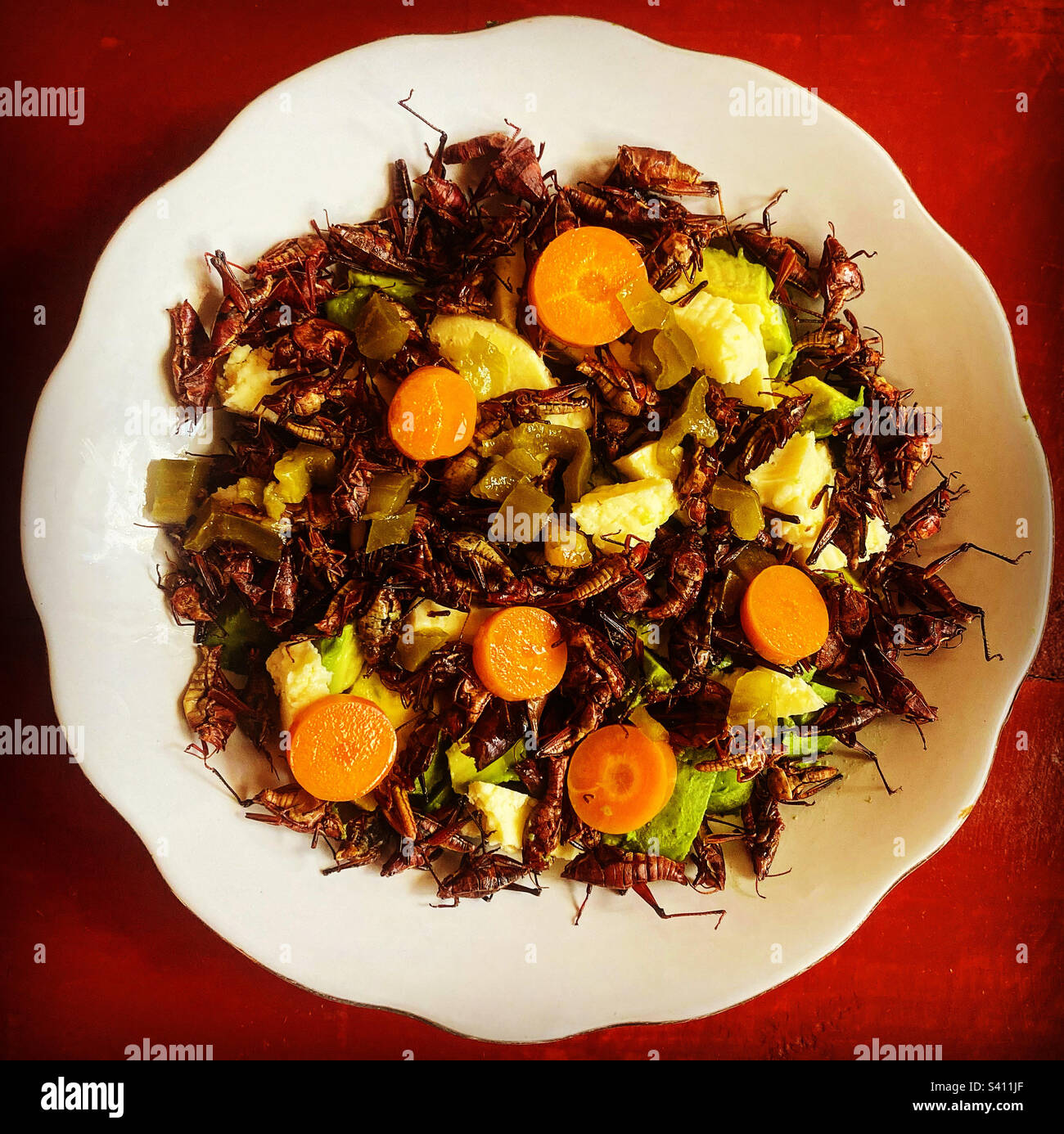 Grashüpfer-Salat mit Karotten in Queretaro, Mexiko Stockfoto