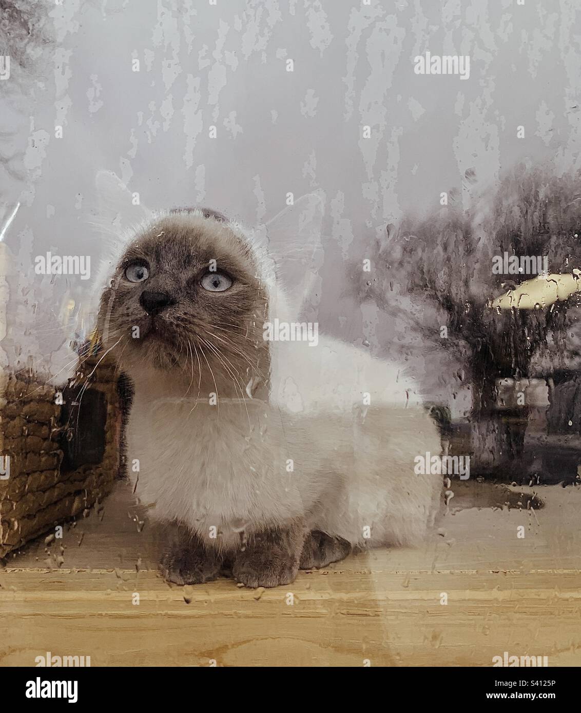 Die Katze schaut aus dem Fenster auf den Regen. Stockfoto