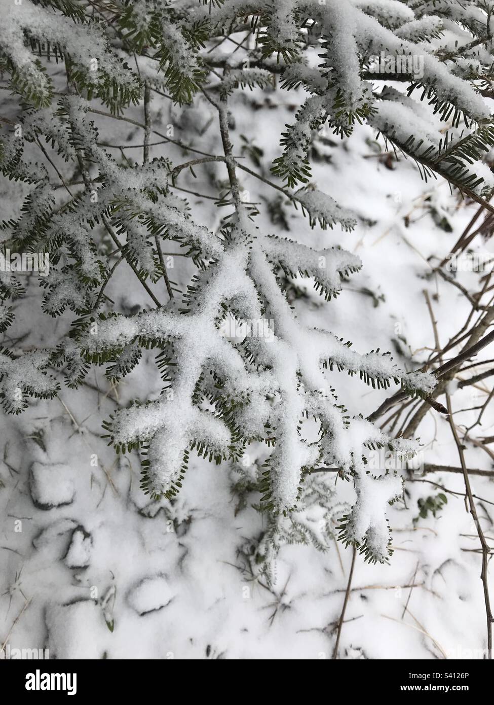 Im Frühling liegt auf der Spitze des Clingman's Dome Schnee über den immergrünen Pflanzen. Stockfoto