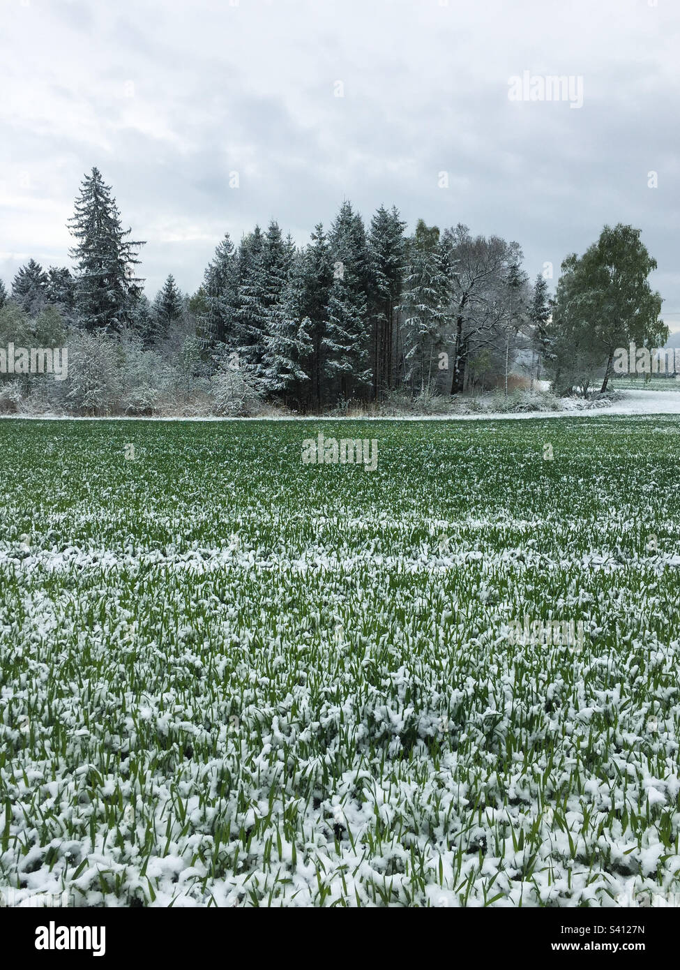 Landschaft mit schneebedecktem landwirtschaftlichem Feld - Smartphone-aufgenommenes Stockfoto