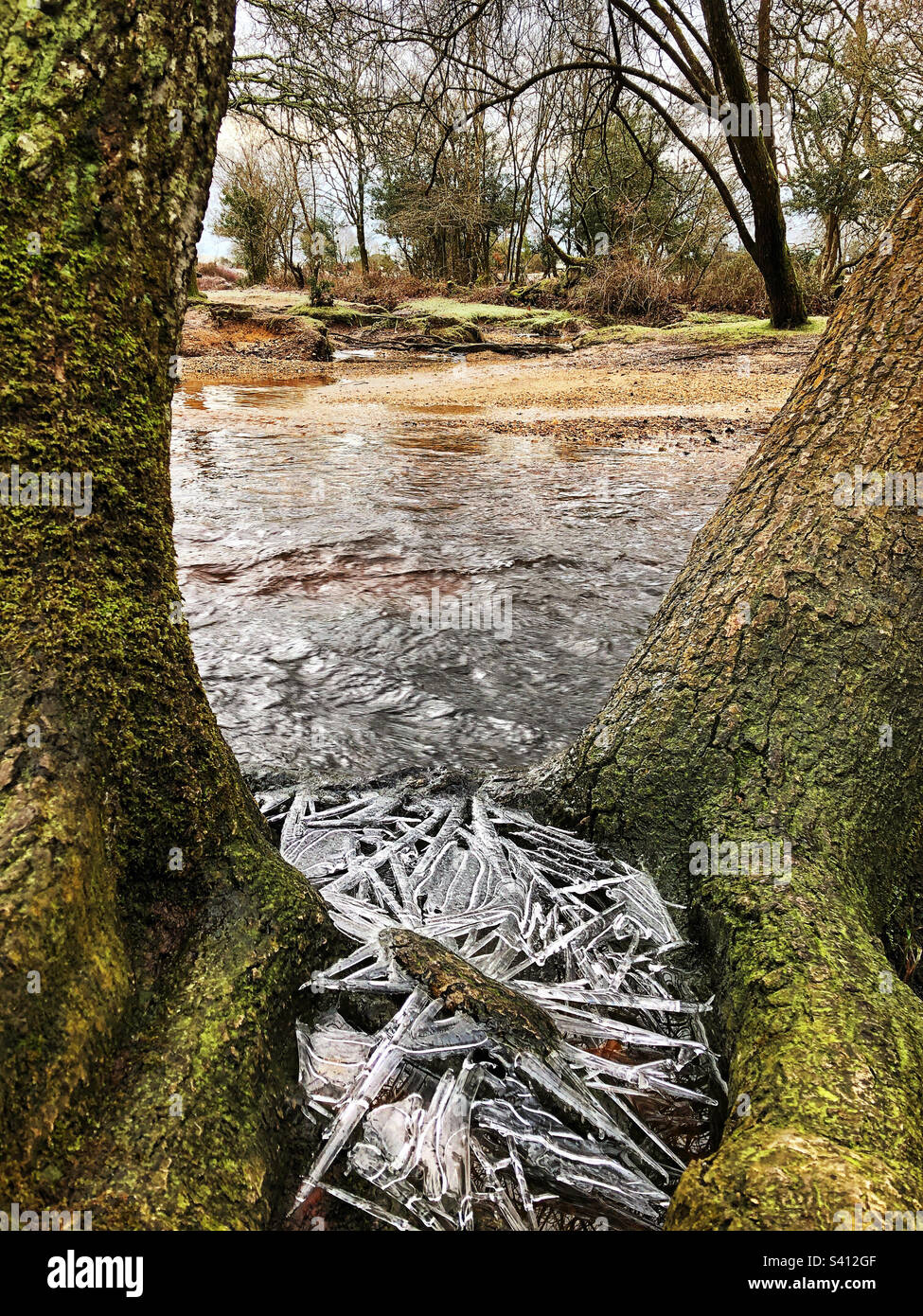 Eiskristalle über gefrorener Pfütze neben einem New Forest Bach Stockfoto