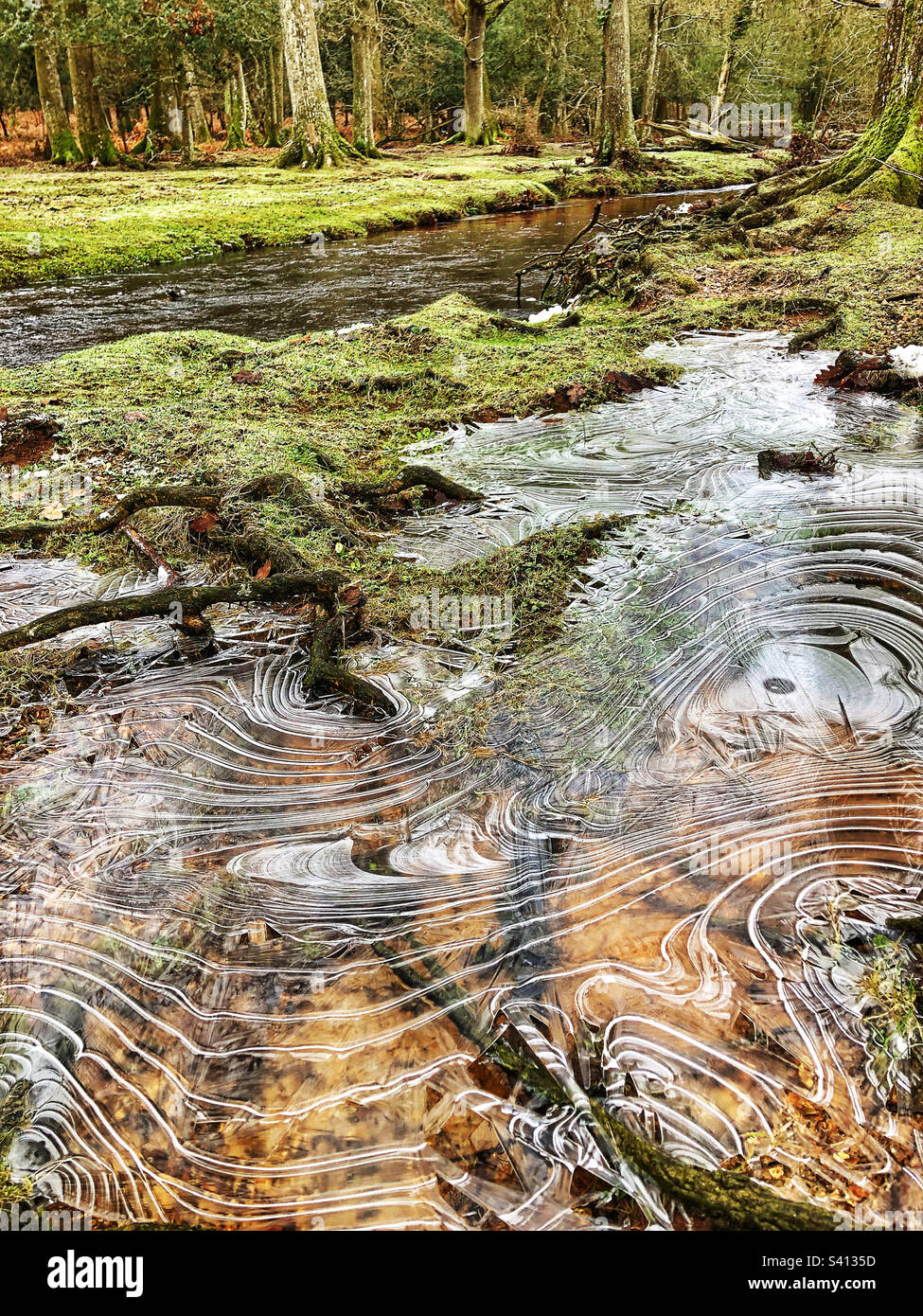 Gefrorene Pfütze neben New Forest Stream, Brockenhurst, Hampshire, Großbritannien Stockfoto