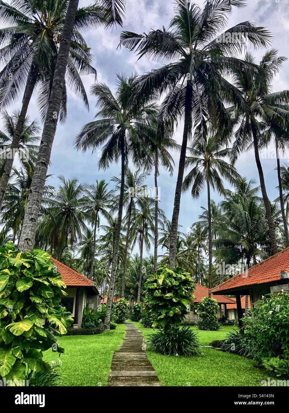 Von Palmen gesäumter Pfad zwischen tropischen Bungalow-Unterkünften in Banyuwangi Indonesia - Smartphone-aufgenommenes Stockfoto