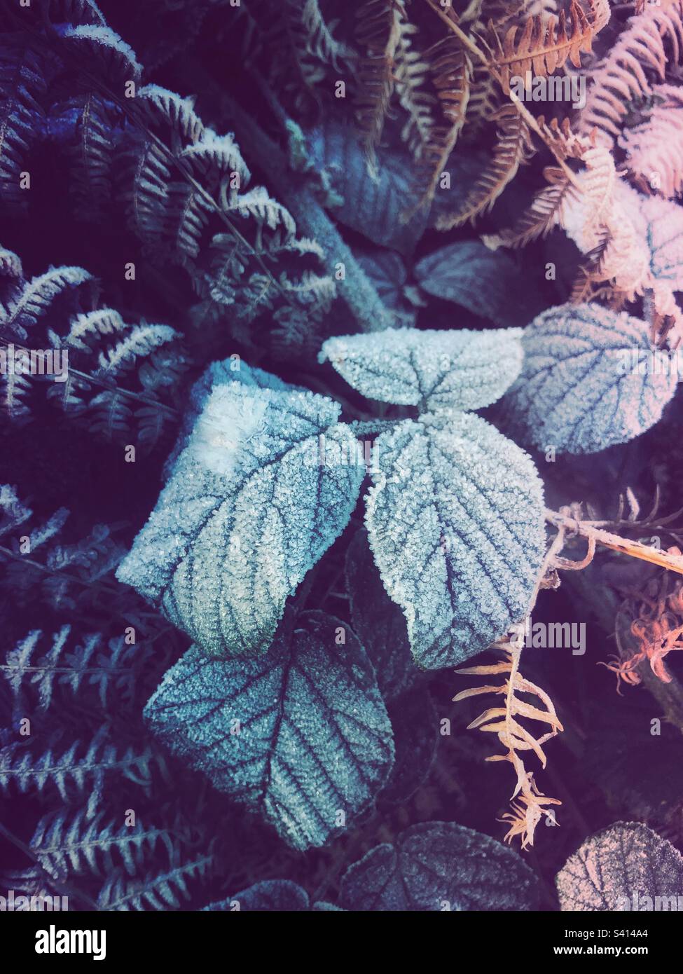 Winterblätter, die an einem kalten Dezembermorgen in einem Naturhintergrund mit Frost bedeckt sind Stockfoto