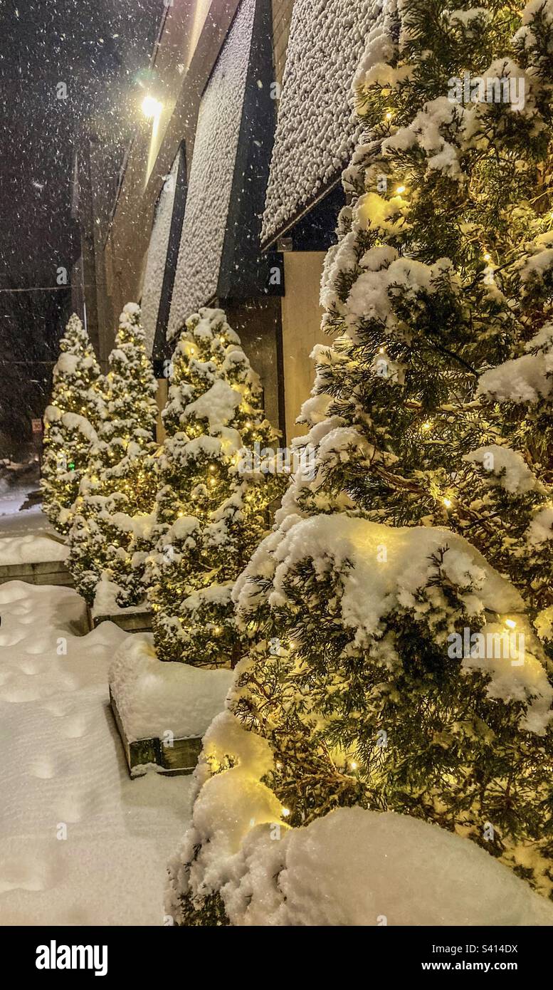 Immergrüne Bäume mit Weihnachtslichtern, die von Schnee bedeckt sind. - Smartphone-aufgenommenes Stockfoto