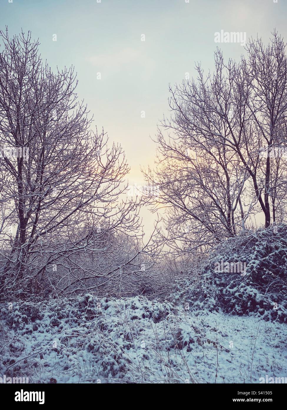 Eine wunderschöne Winterlandschaft mit Bäumen und einem schneebedeckten Pfad - Smartphone-aufgenommenes Stockfoto