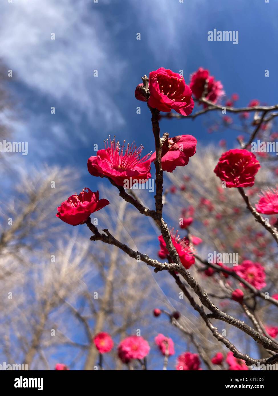 Rosa pflaume Blüten Stockfoto