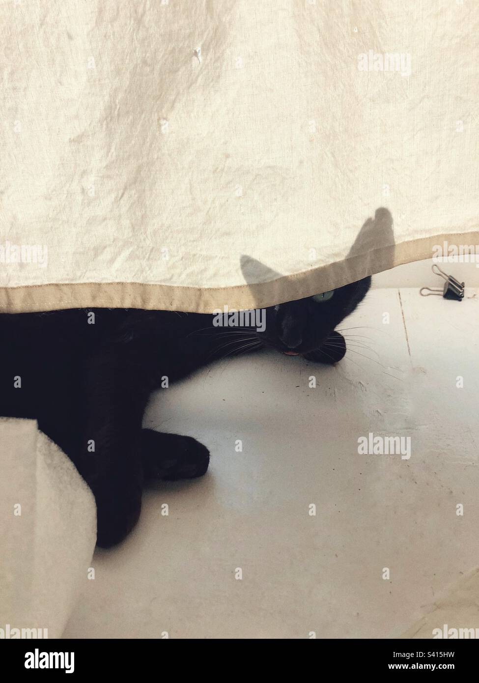 Schwarze Katze versteckt sich hinter einem weißen Vorhang Stockfoto