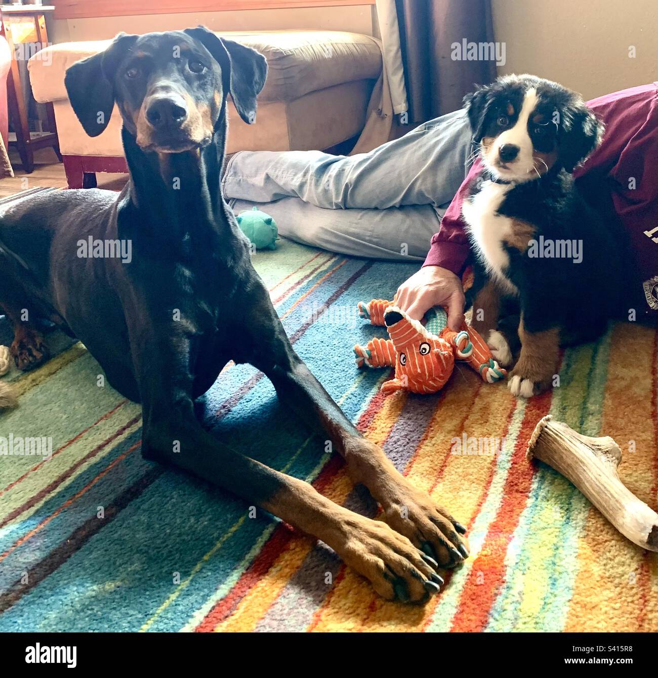 Doberman und Burnese Mountain Dog - Smartphone-aufgenommenes Stockfoto