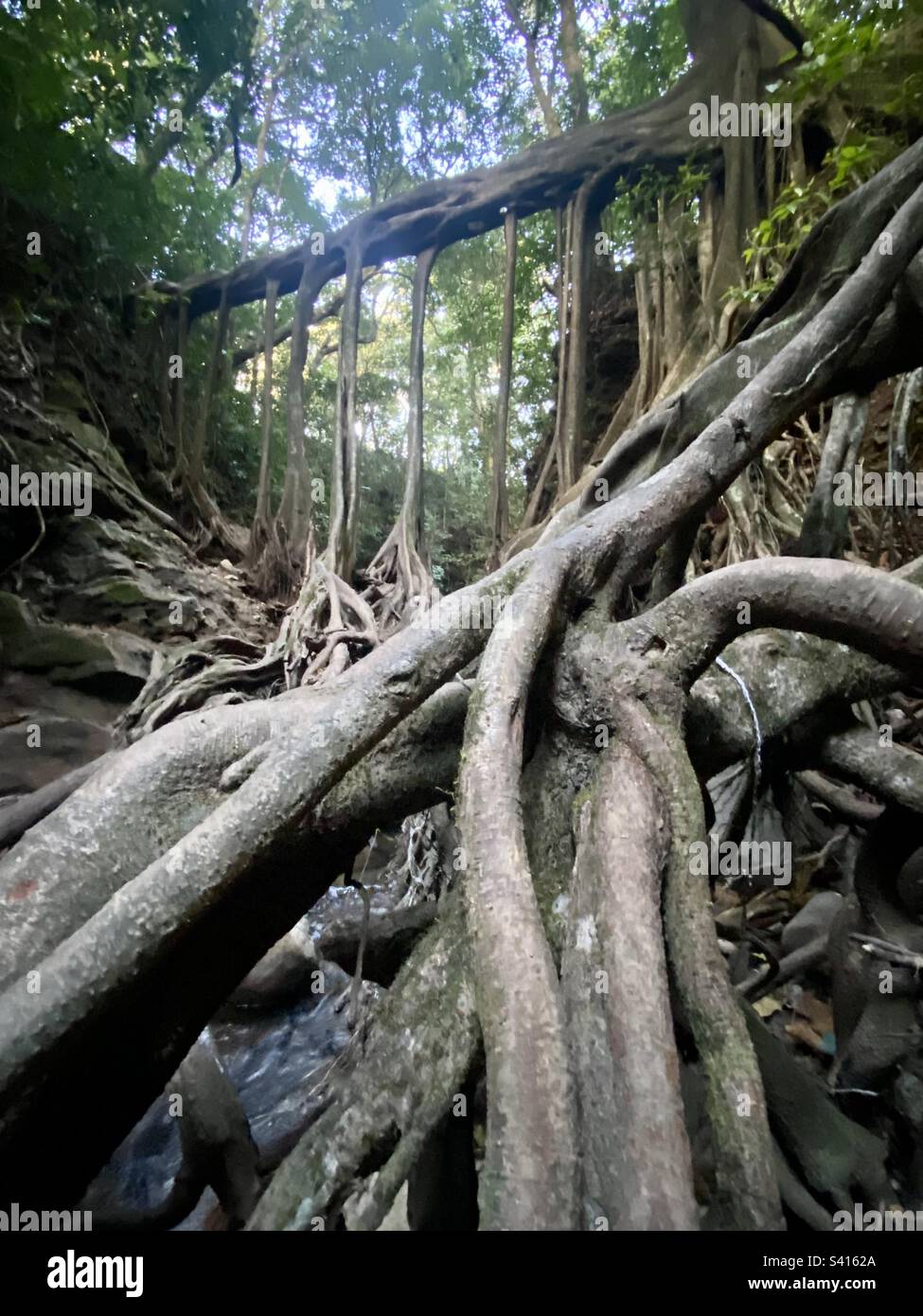 Das unglaubliche Wurzelsystem von Ficus la Riaz im Wald bei Monteverde in Costa Rica - Smartphone-aufgenommenes Stockfoto