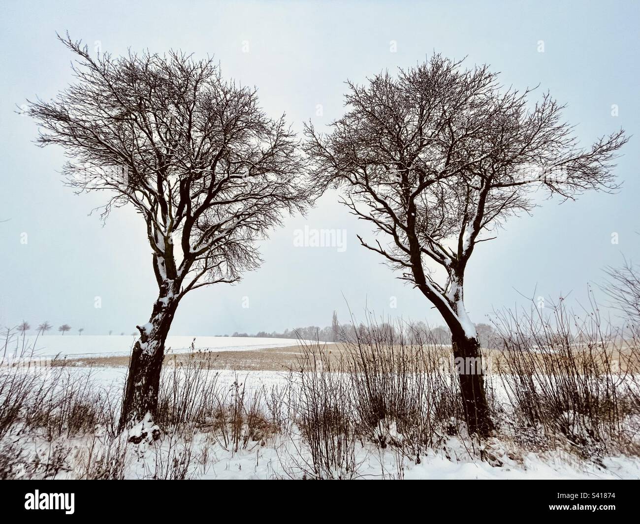 Winterbäume - Smartphone-aufgenommenes Stockfoto