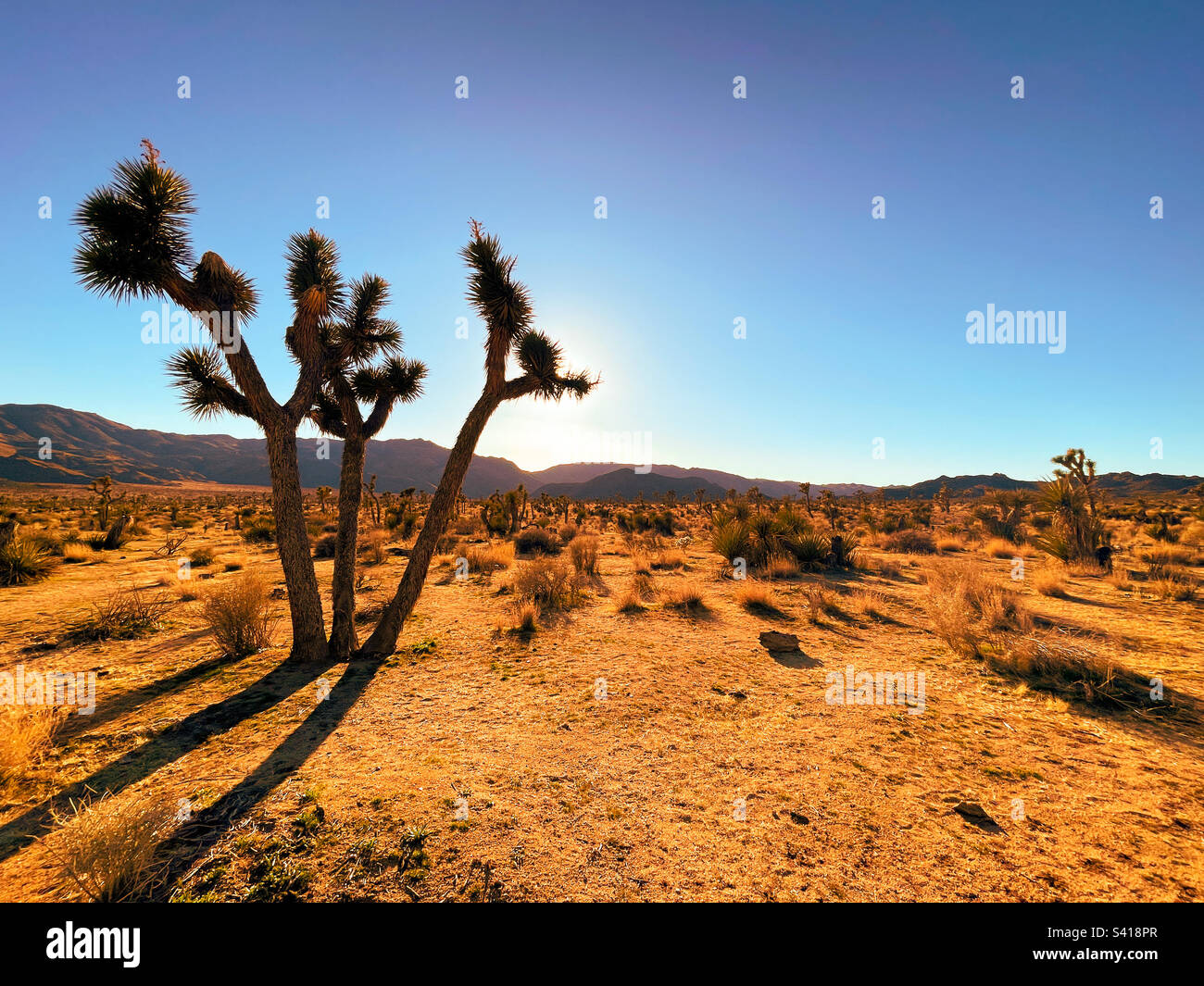 Trockene Landschaft mit einem Joshua Tree im Vordergrund in der Mojave-Wüste in Südkalifornien bei Sonnenuntergang im Winter. Stockfoto
