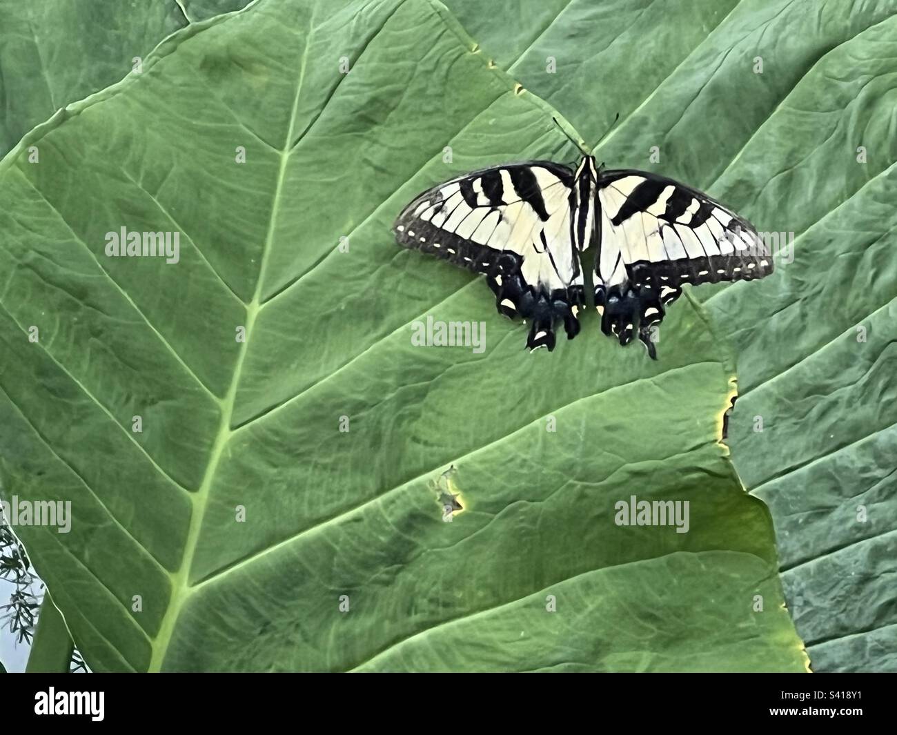 Monarch-Schmetterling Stockfoto