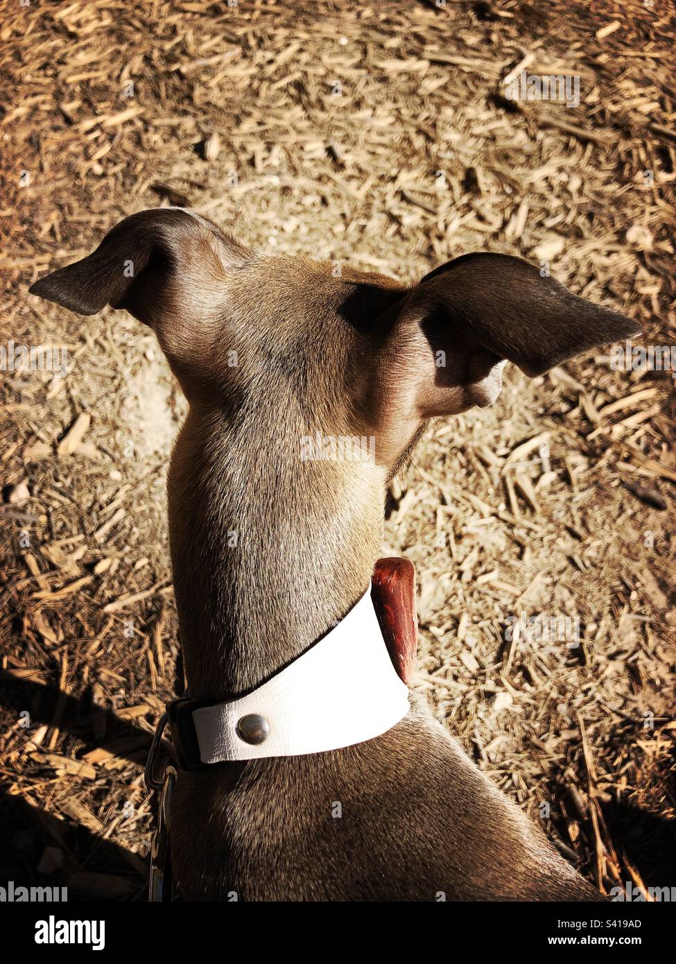 Italienischer Windhund, von hinten fotografiert - Smartphone-aufgenommenes Stockfoto