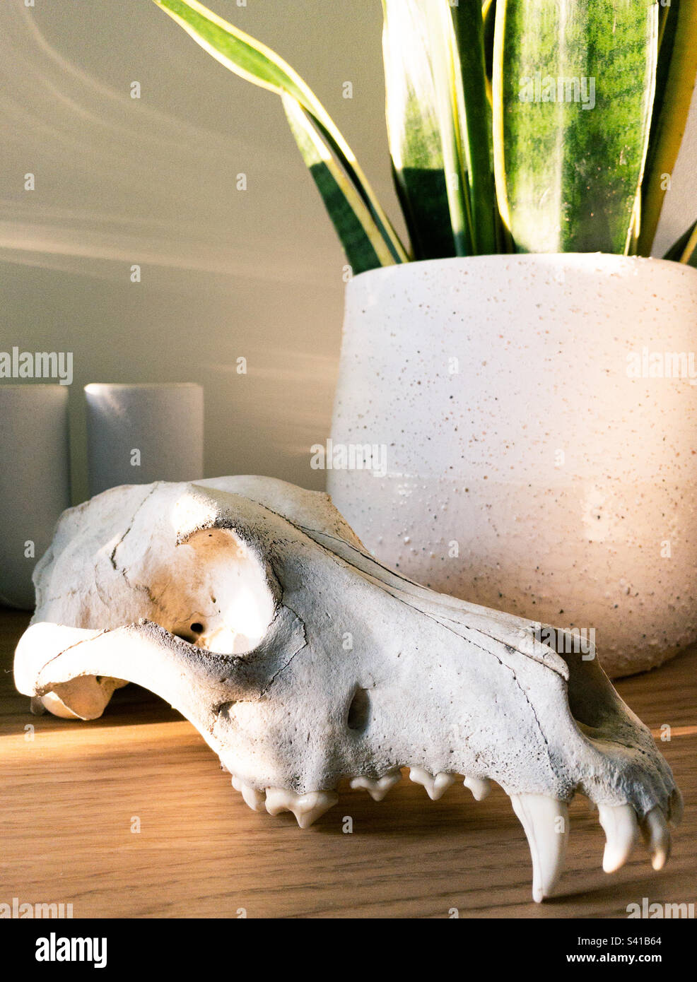Tierschädel und eine Zimmerpflanze auf einem Holzregal Stockfoto