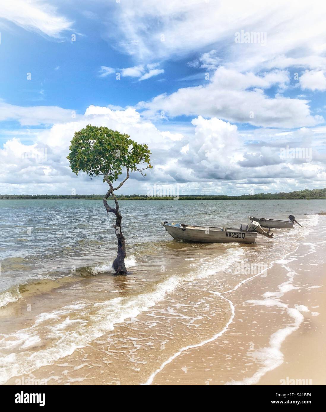 Boote und Mangrovenbaum Poona Cooloola Coast Queensland Stockfoto