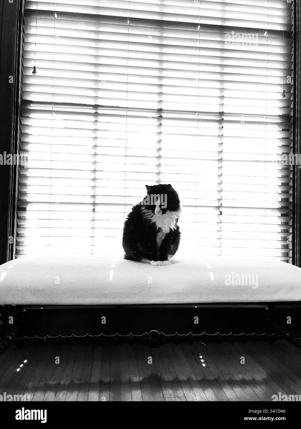 Eine schwarz-weiße Katze, die am Fenster sitzt. Stockfoto