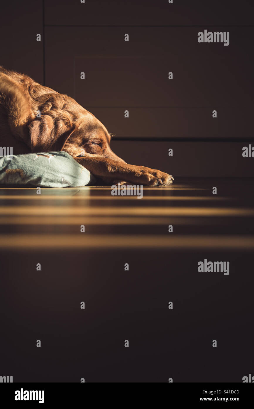 Schlafender Labrador Retriever-Hund, gebadet in Schächten von warmem Sonnenlicht aus einem Fenster in einem gemütlichen Zuhause - Smartphone-aufgenommenes Stockfoto