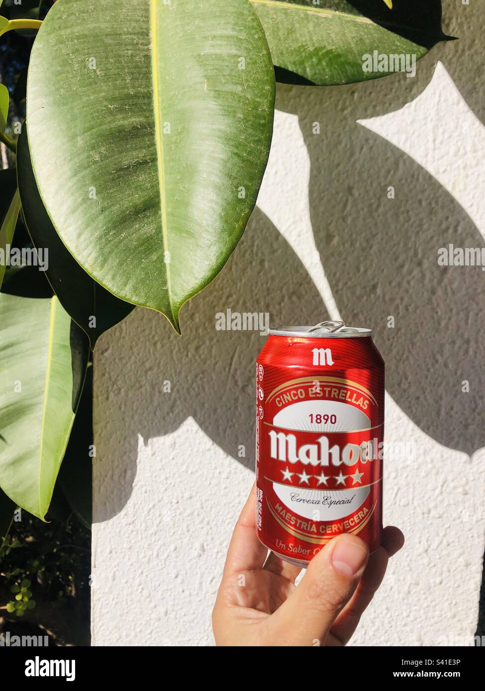 Eine Dose spanisches Bier Mahou Stockfoto