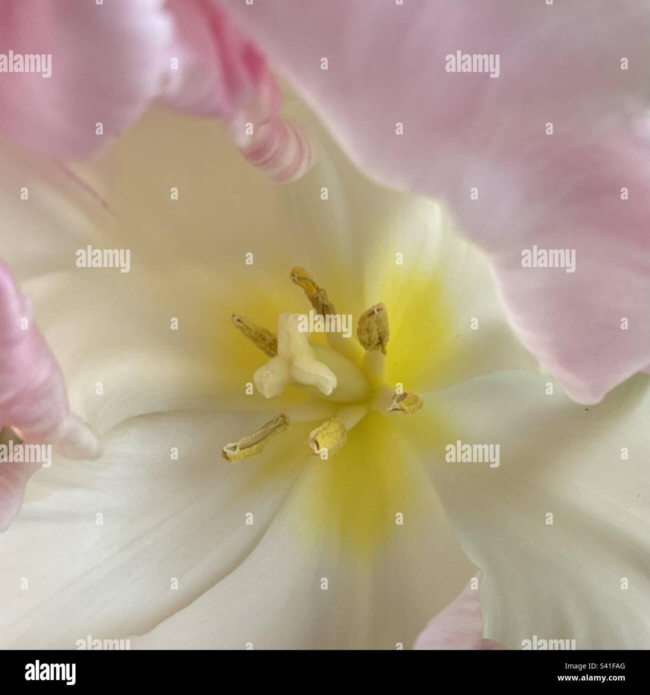 Nahaufnahme des Stamms einer rosa Tulpe Stockfoto