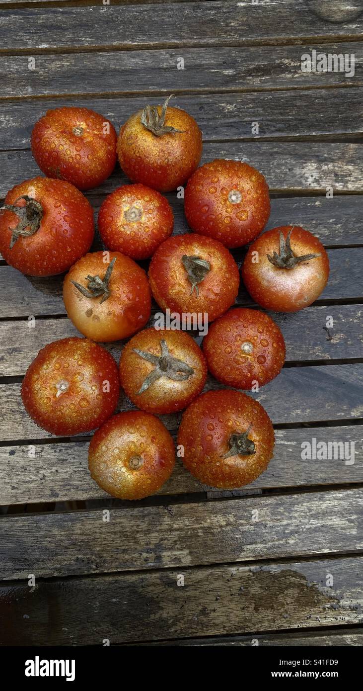 Tomaten mit Regentropfen bedeckt - Smartphone-aufgenommenes Stockfoto