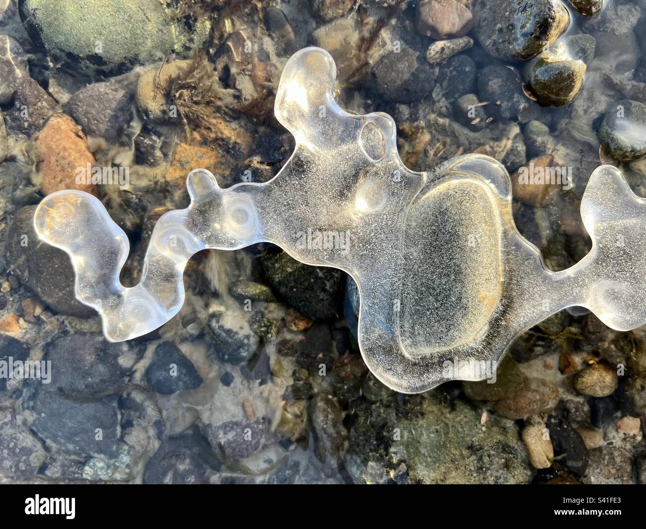 Geschwungene, halbtransparente Eisskulptur mit eingeschlossenen, winzigen Luftblasen; unter dem Fluss verborgene bunte Felsen. Yukon River, Whitehorse. - Smartphone-aufgenommenes Stockfoto