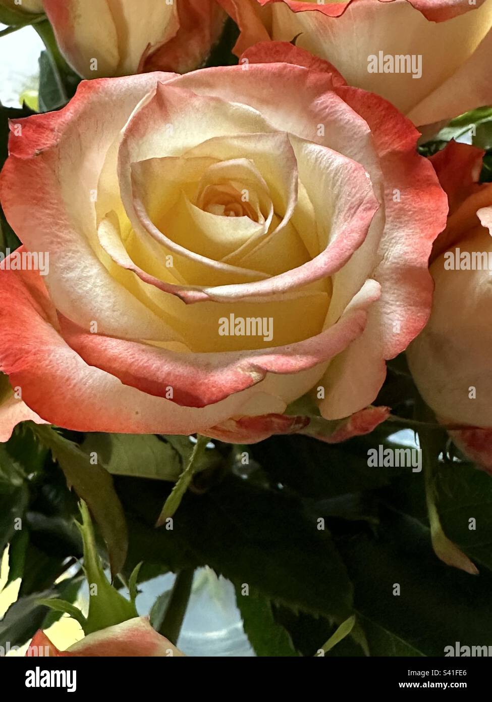 Wunderschöne Bella'roma Hybrid Tea Rose in hellem Pfirsich und medianem Pfirsich, die perfekte Rose Stockfoto