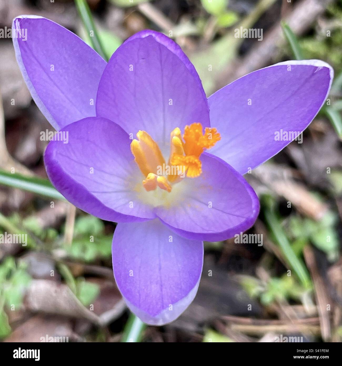 Lila Crocus-Nahaufnahme Stockfoto