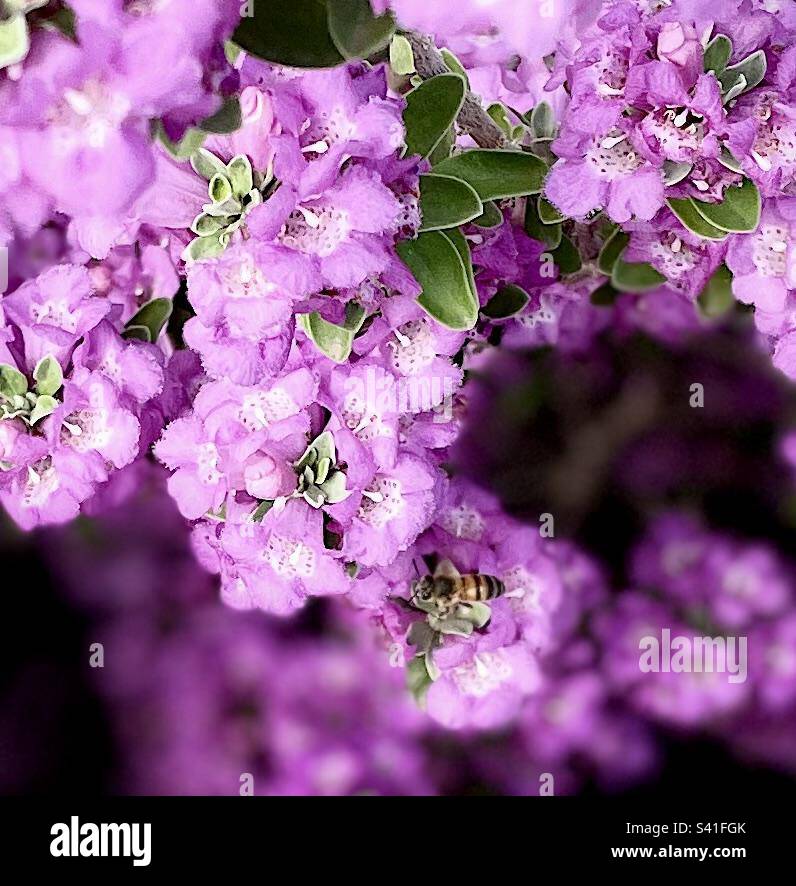 Befruchtende Biene auf opulenten, kräftigen magentafarbenen Blüten von Texas Sage Sträuchern mit flauschigen grünen Mandelblättern Stockfoto
