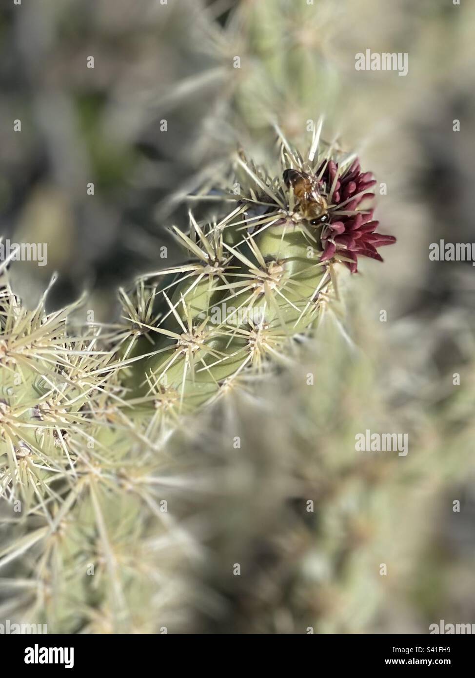 Biene auf Budded Buckhorn Cholla, Kaktus, Sonora Wüste, Phoenix, Arizona, Purple Buds, Phoenix Mountains Preserve Stockfoto