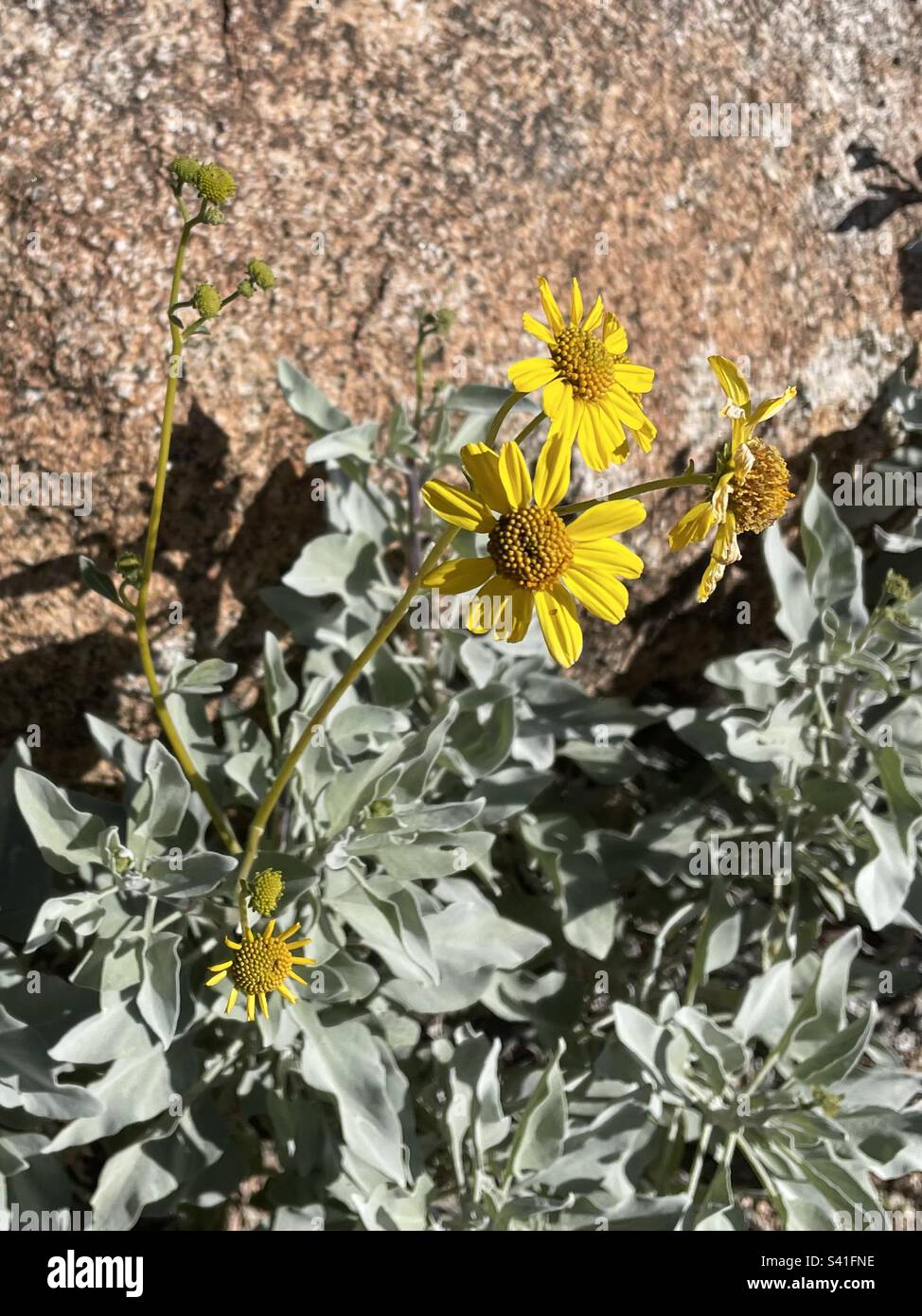 Gelber Blütenbusch, silberne grüne Blätter, grittige rote Granitfelsen vor der Kulisse, Sonoran-Wüste, Arizona Stockfoto