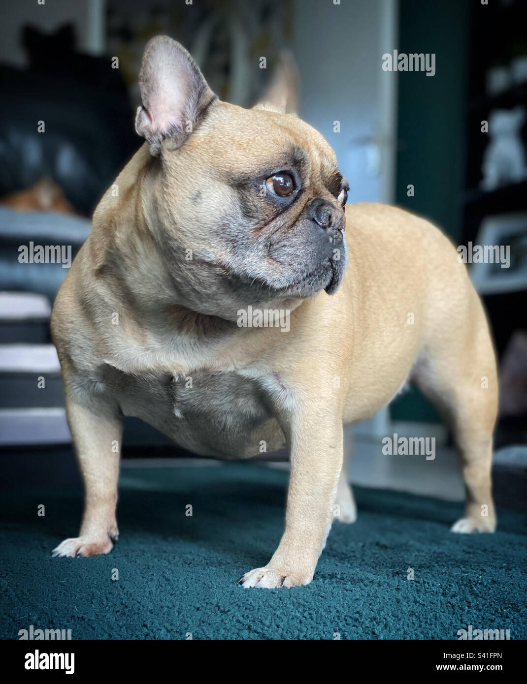 Französische Bulldogge schaut nach draußen Stockfoto