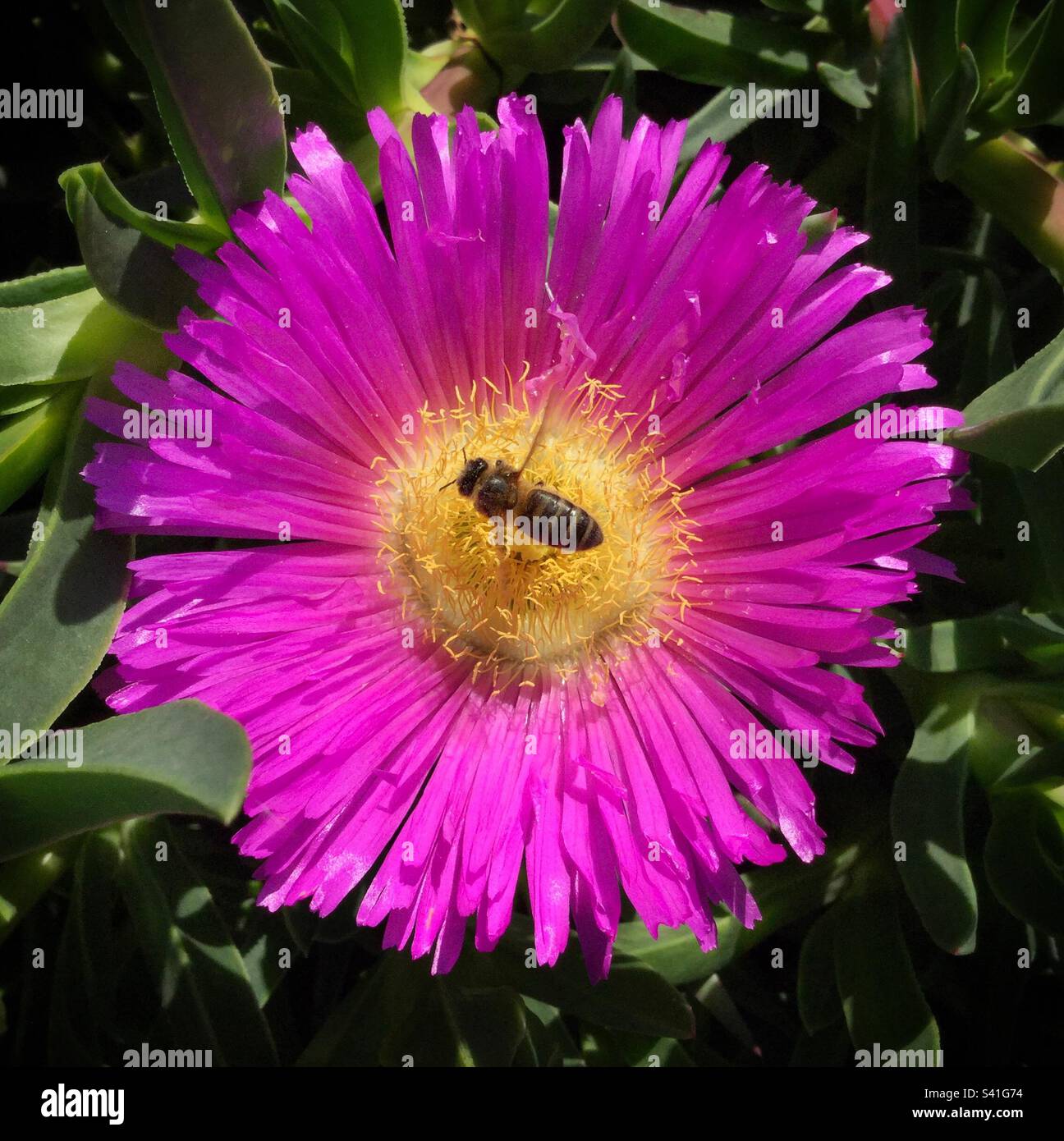 Biene auf einer Schweinefleischblume, Katalonien, Spanien. Stockfoto