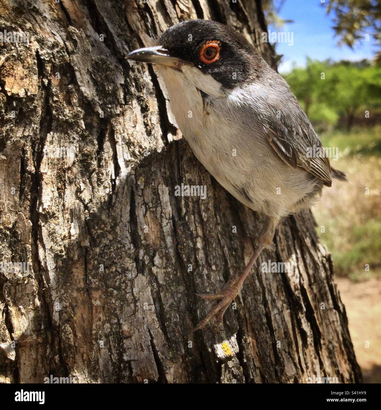 Sardinischer Krieger (Curruca melanocephala), Katalonien, Spanien. Stockfoto