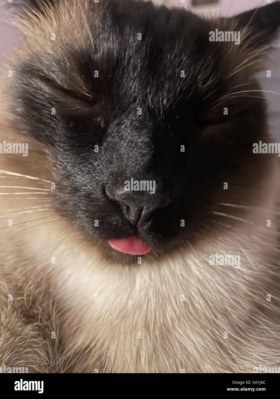 Katze mit Zungenklopfen Stockfoto