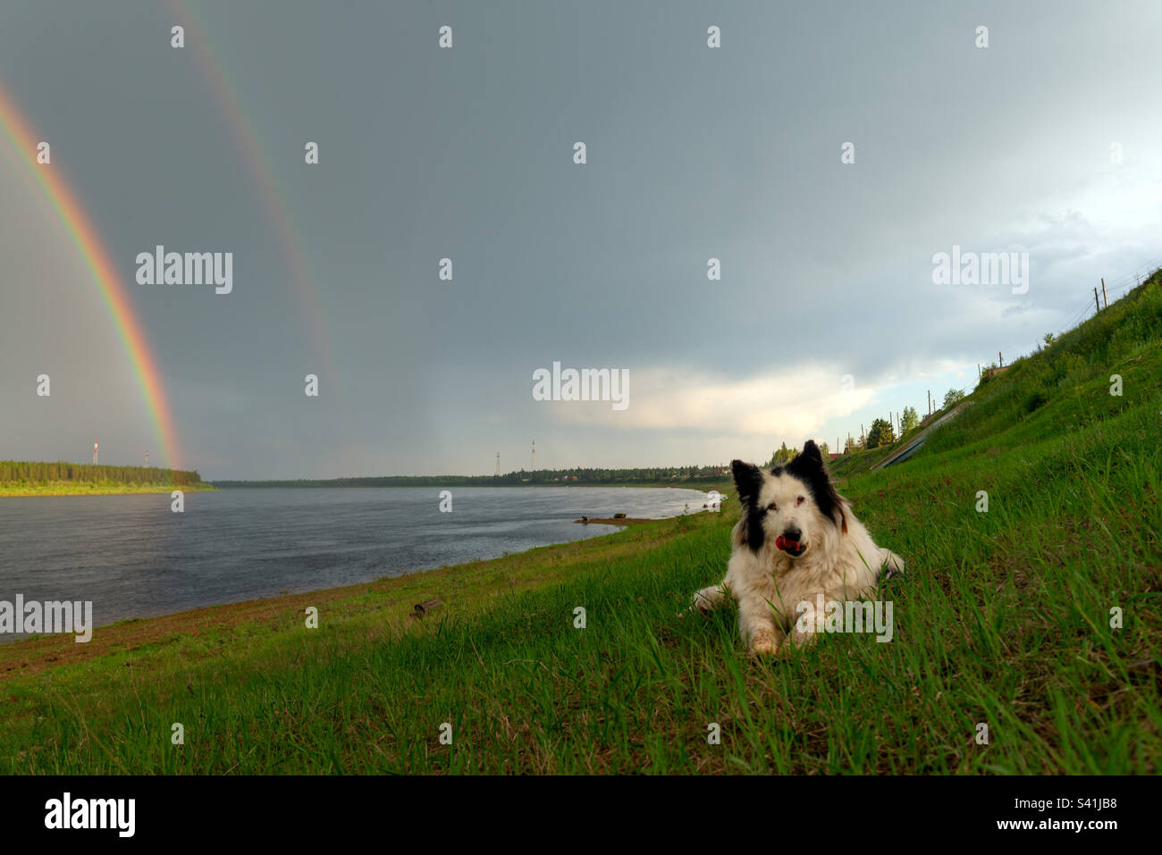 Ein weißer Hund der Yakut Laika Rasse liegt und leckt am hügeligen Ufer mit den Häusern des Dorfes Suntar am Fluss mit einem doppelten Regenbogen. - Smartphone-aufgenommenes Stockfoto
