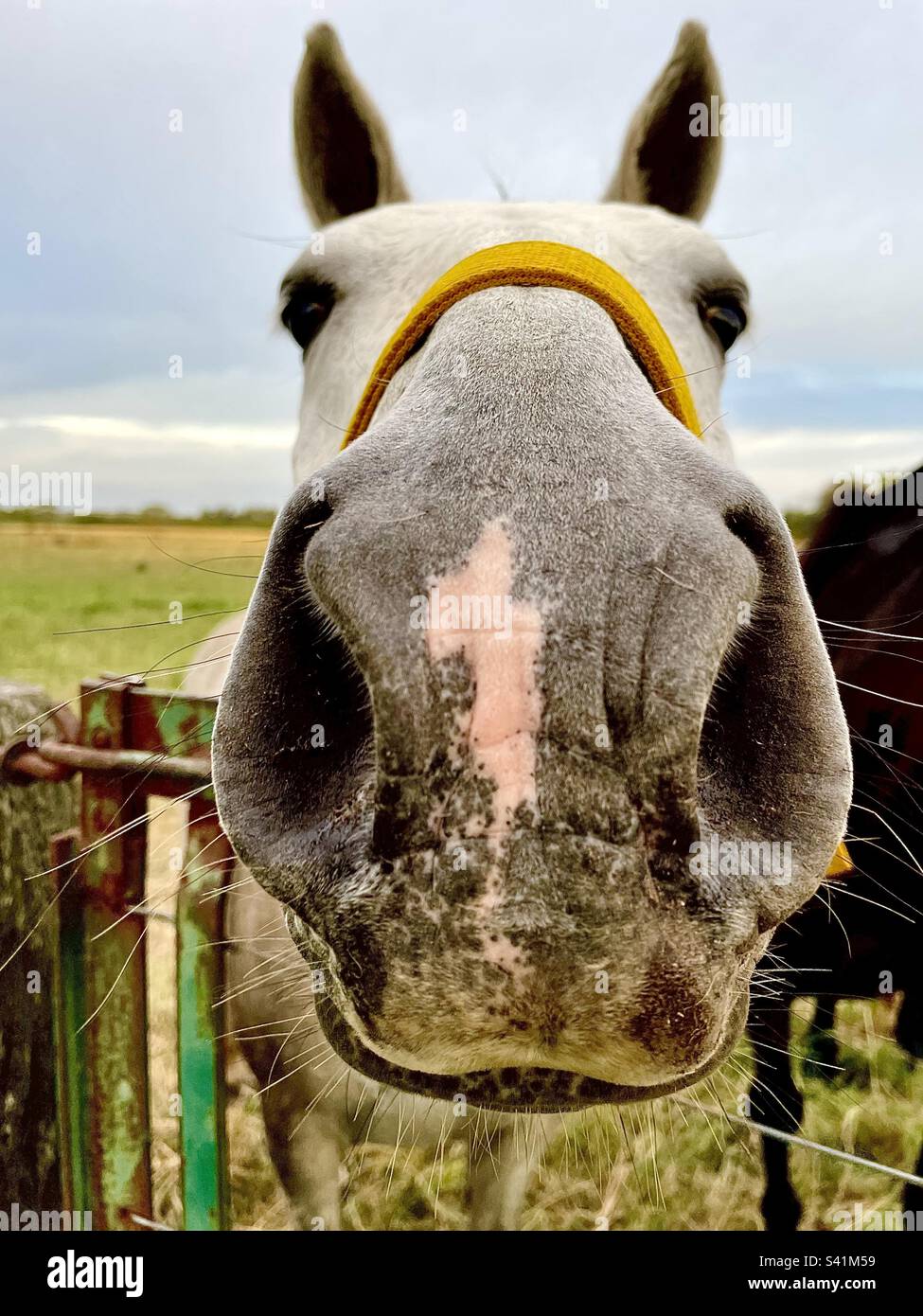 Pferd auf den Feldern Stockfoto