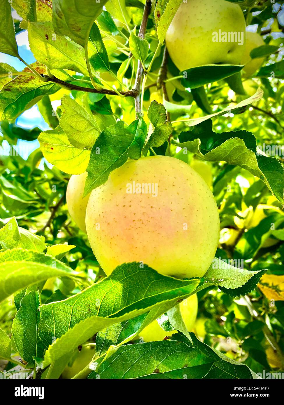 Nahaufnahme eines reifen, köstlichen Goldenen Apfels, der im Herbst an einem Baum hängt Stockfoto