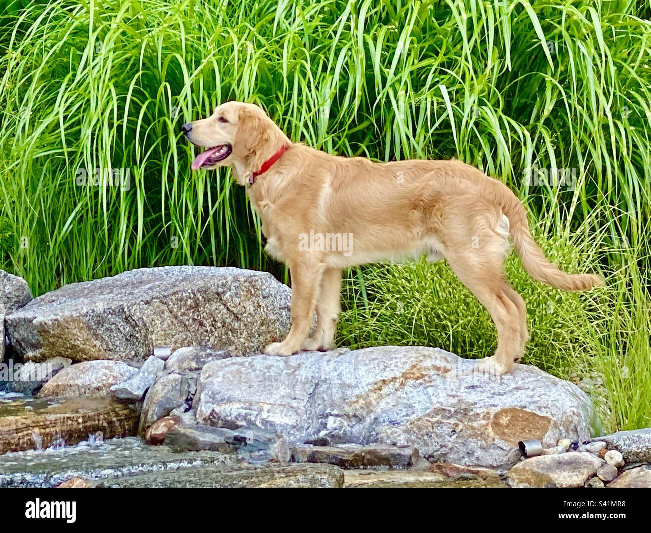 Glücklicher Golden Retriever Hund im Sommer, der auf Felsen in einem Fluss von Wasser mit hohen grünen Gräsern im Hintergrund steht - Smartphone-aufgenommenes Stockfoto