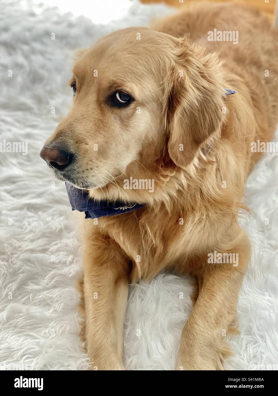 Golden Retriever in blauem Bandana, der dem Hündchen seitliche Augen verleiht, während er auf einem weißen, künstlichen Schafsleder-Teppich liegt - Smartphone-aufgenommenes Stockfoto