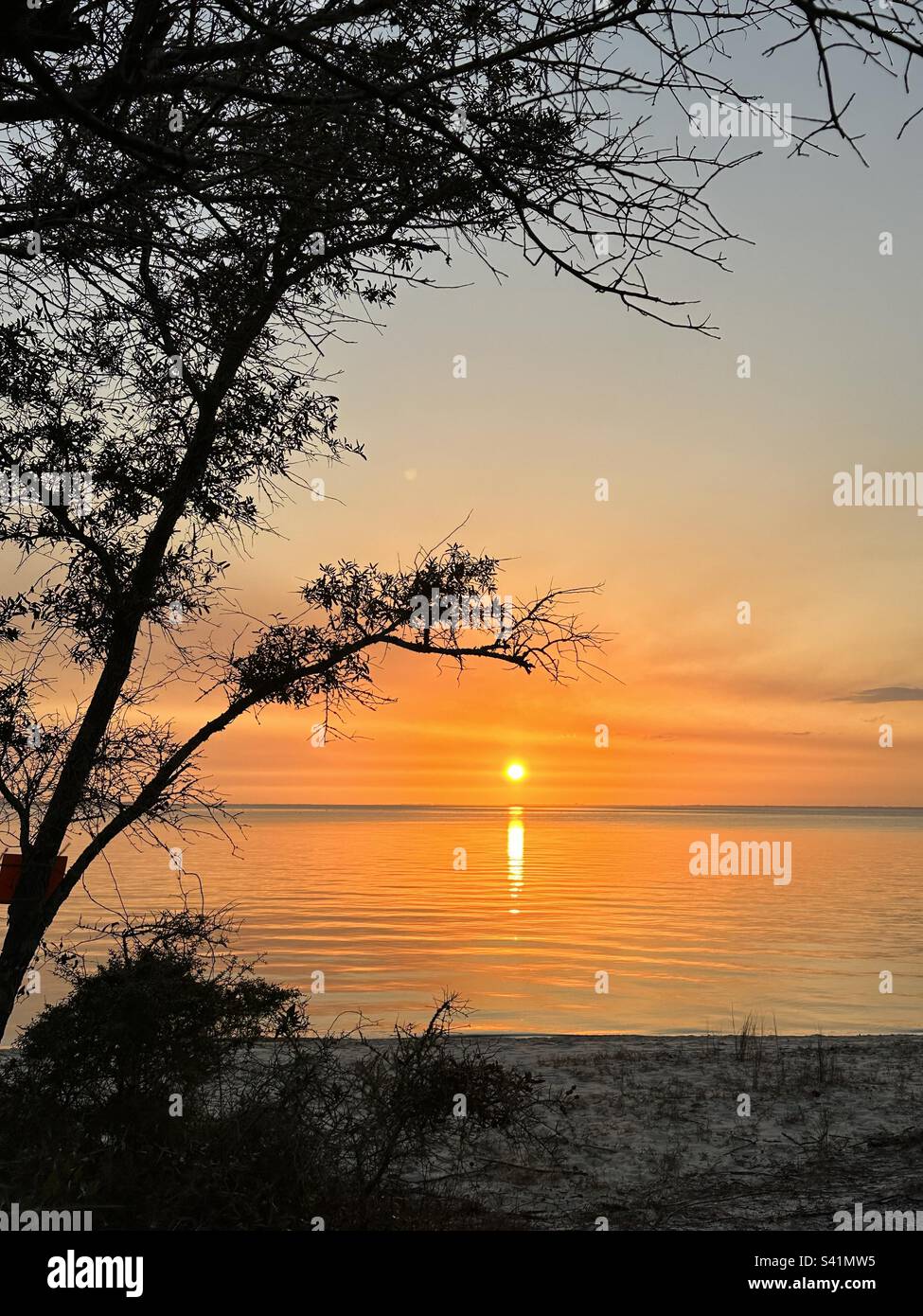 Silhouetten von Bäumen, goldener Sonnenuntergang, goldene Stunden, helle Orange Farbe Stockfoto