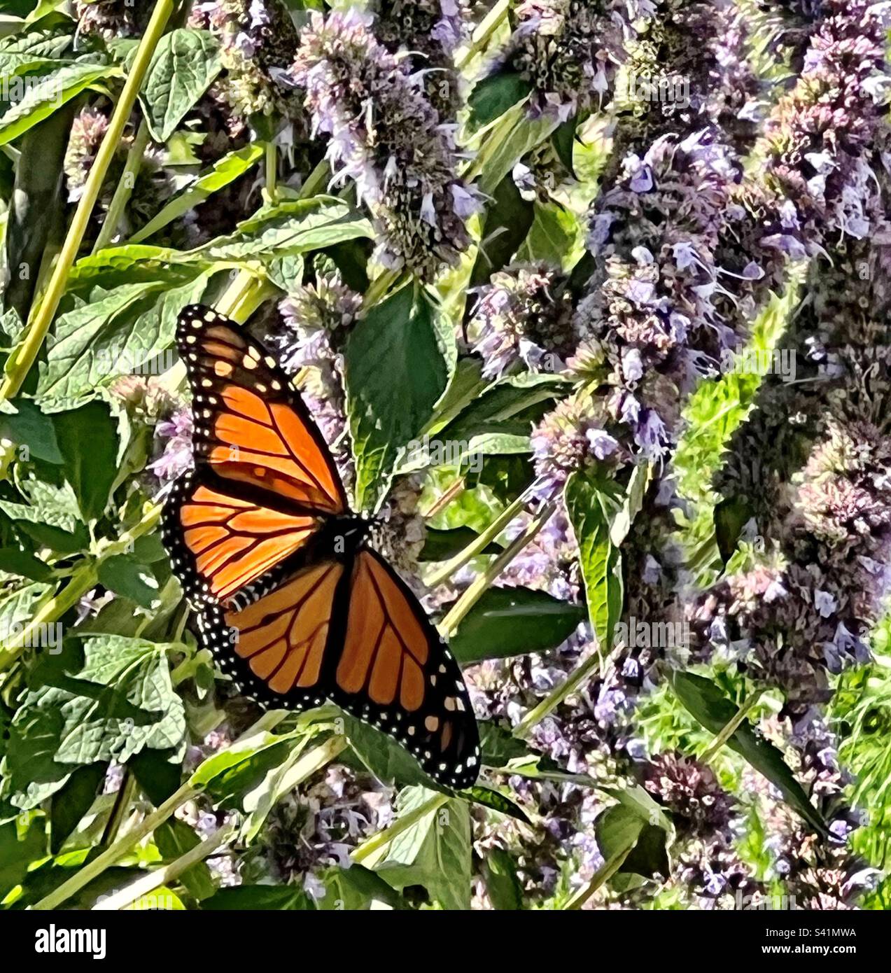 Monarch Butterfly auf Anishysop Stockfoto