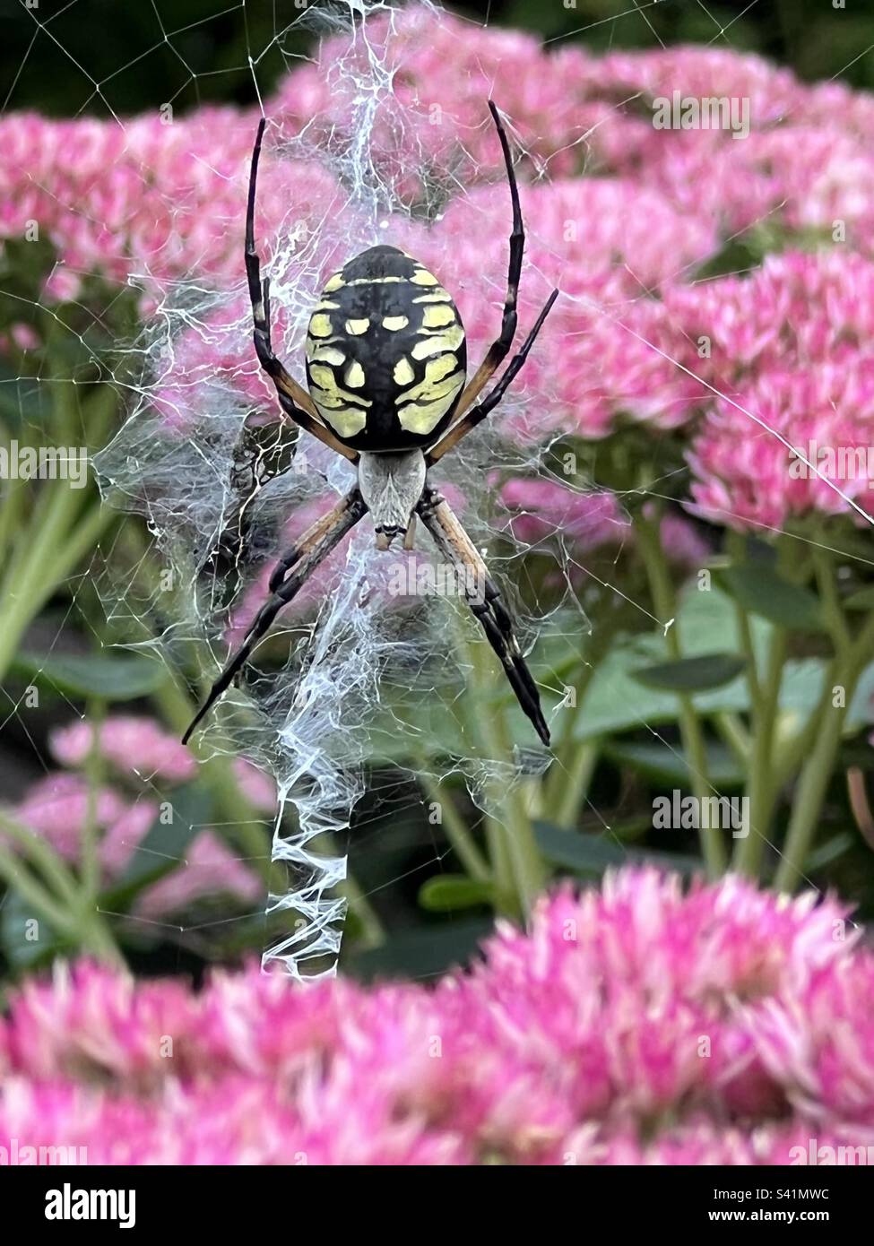 Gelbe Gartenspinne Stockfoto